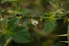 Solanum viarum